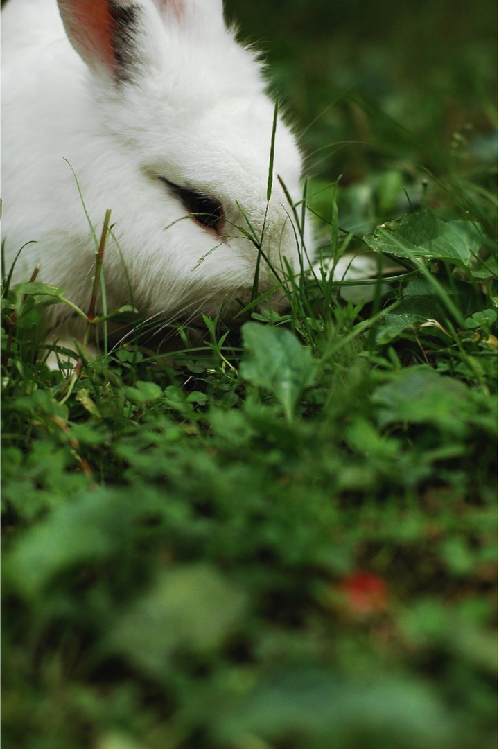 rabbit