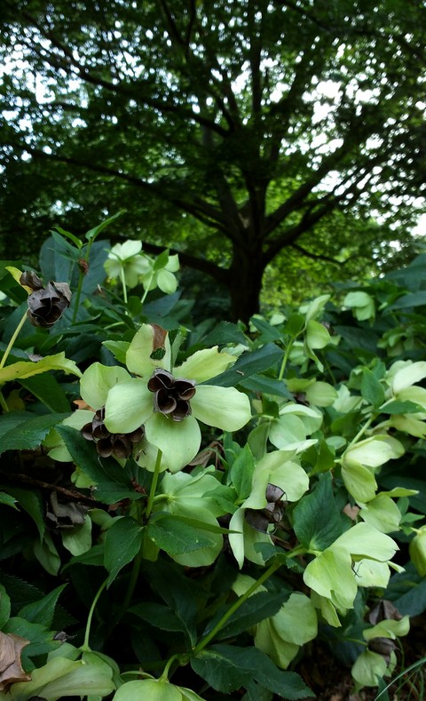 ταπετσαρίες plant, flower