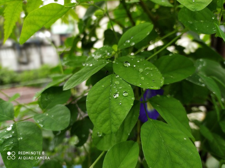 water droplet