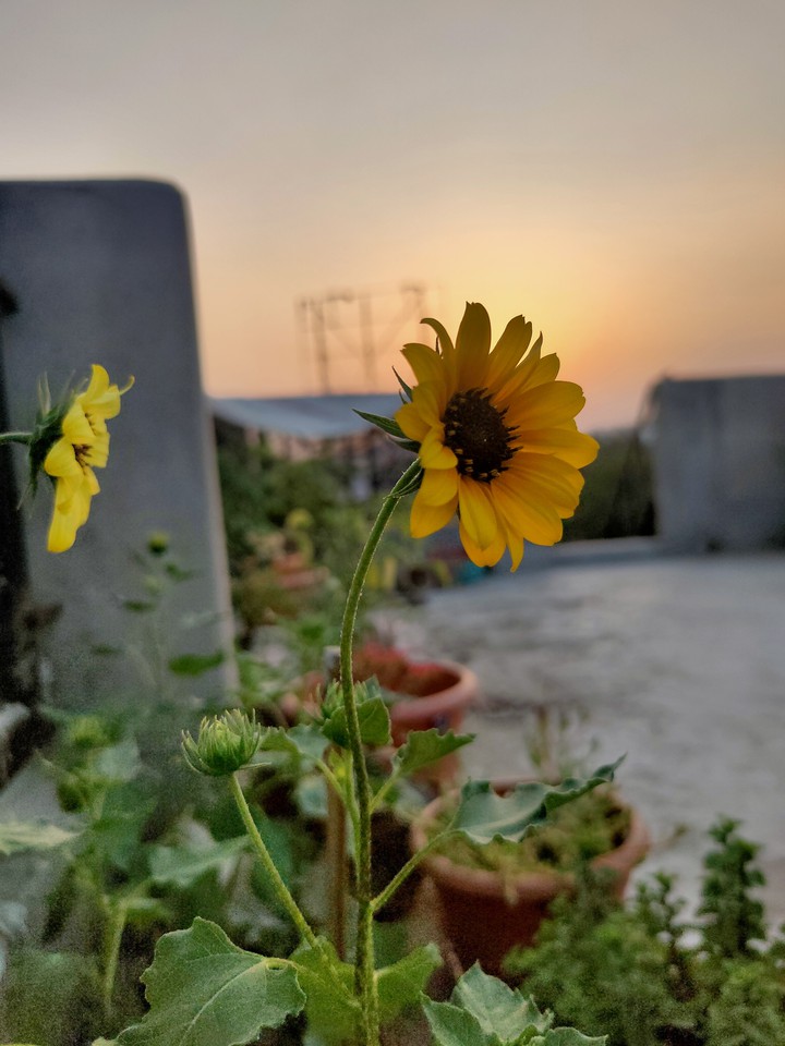 Rooftop garden