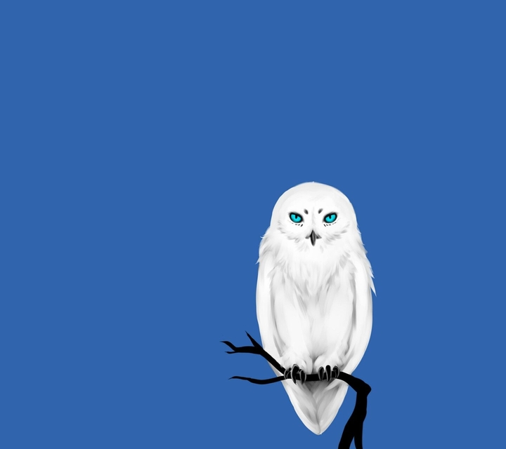 owls