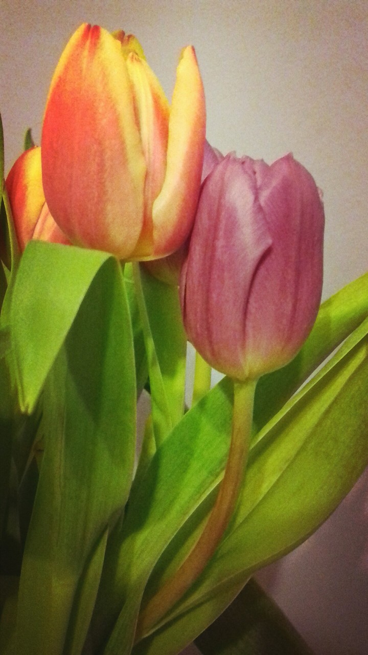 Tulipany ❤❤❤