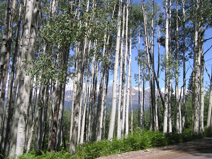 Birches variation