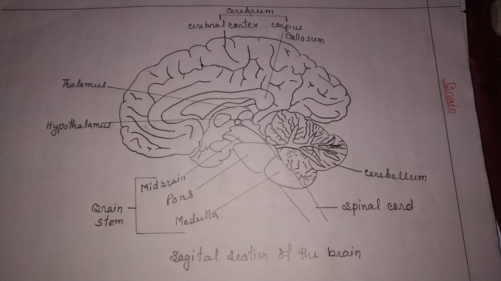 brain