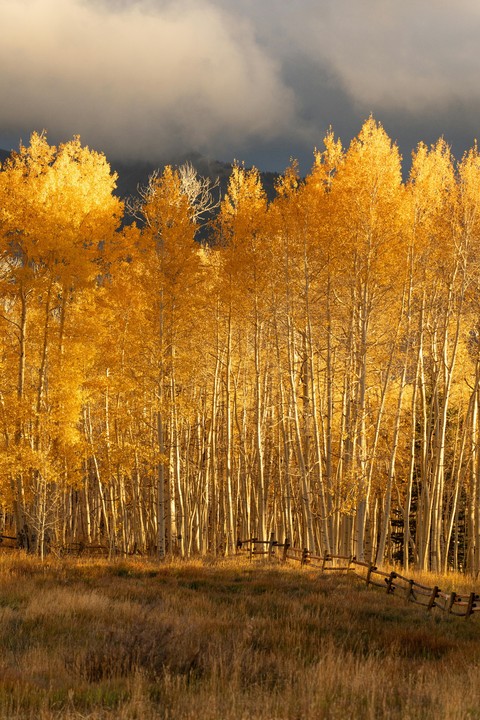 larch, grove wallpapers