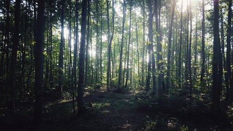 ecosystem, vegetation háttérképek