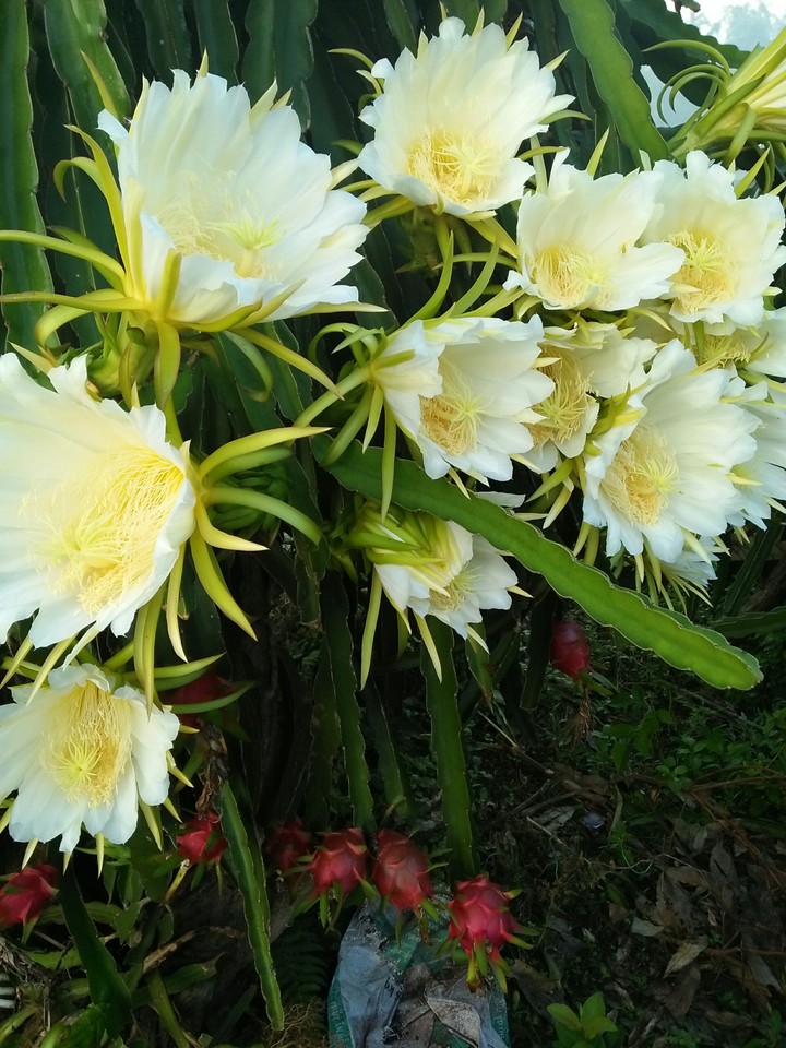 Dragon fruit flower
