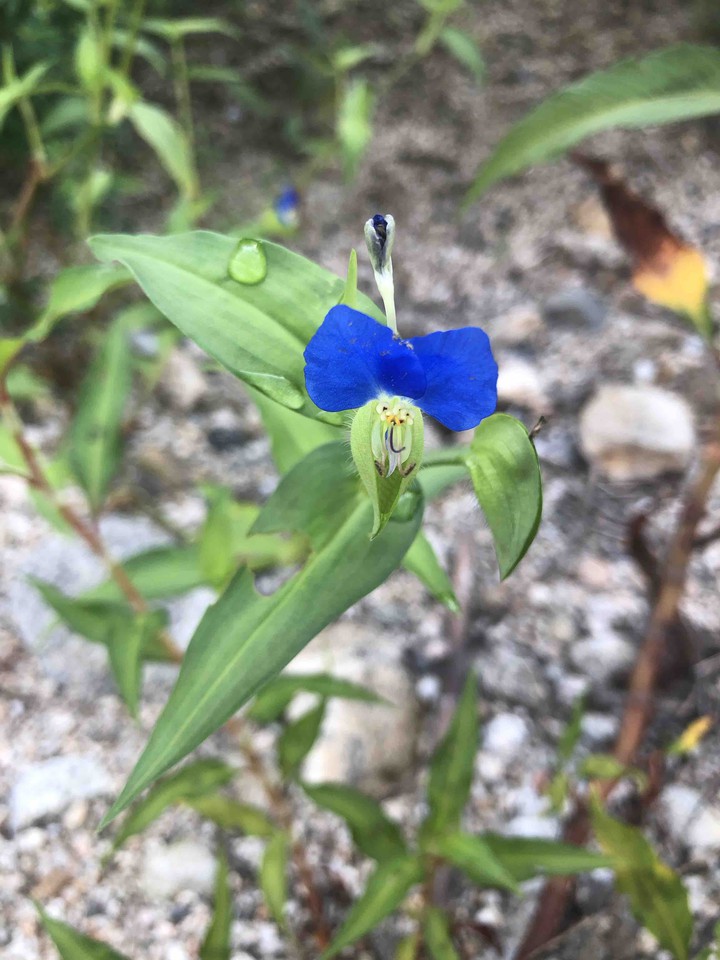 Smaller wild flower