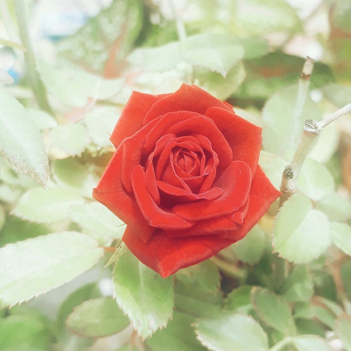nature.