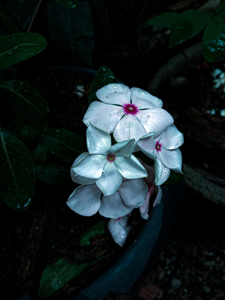 mobile photography