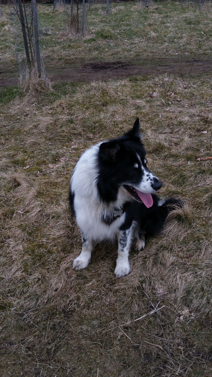 kye man's best  friend