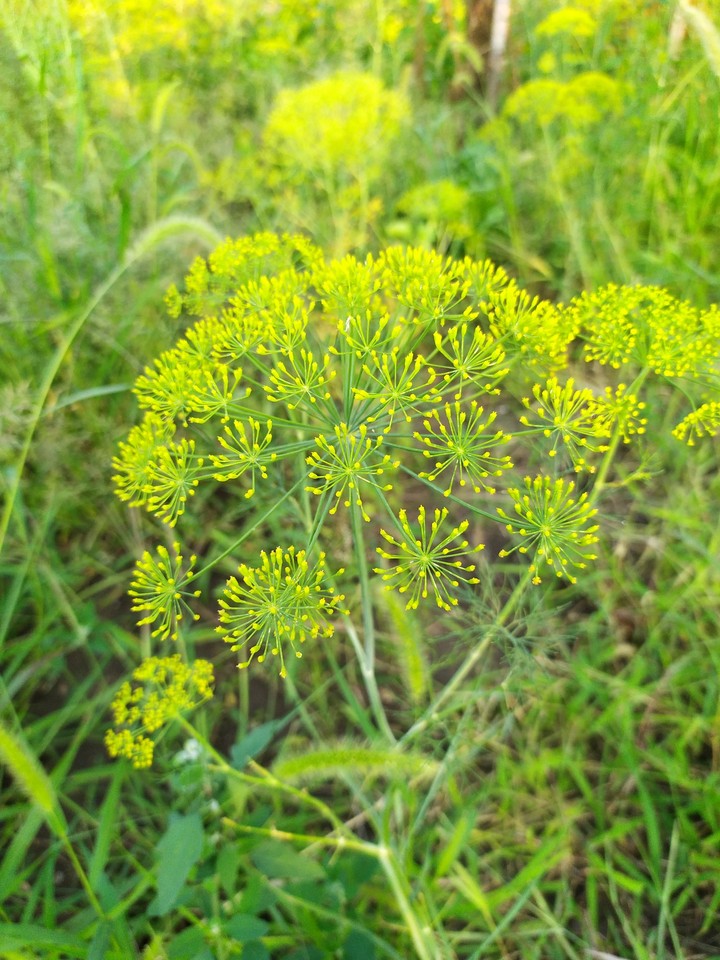 ~green~