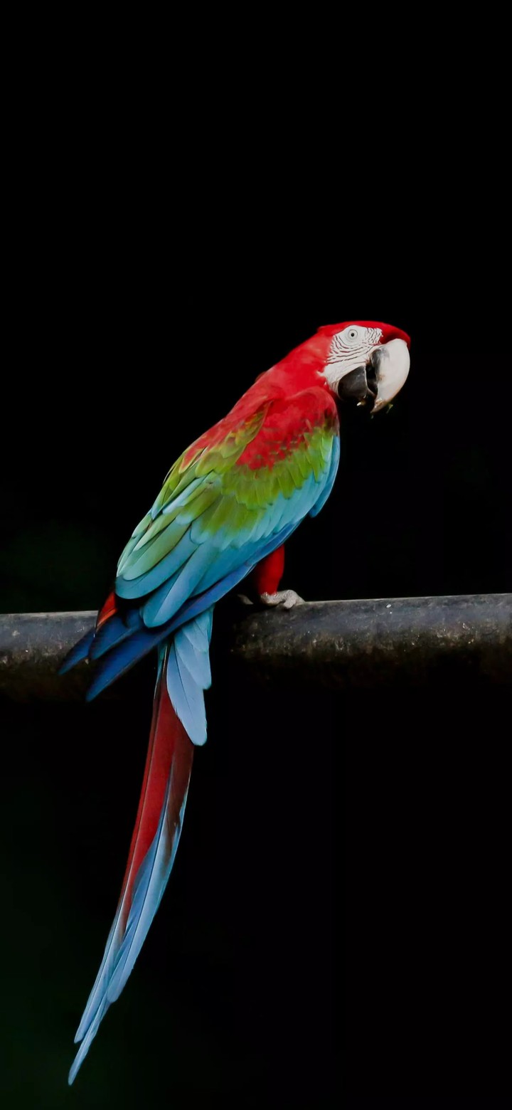 macaws are so ?