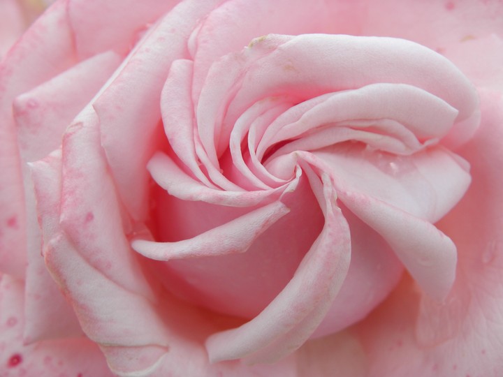 Pink Rose