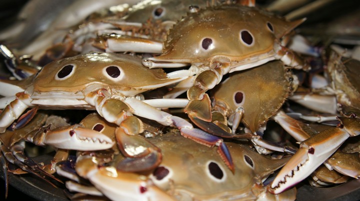 The Bay of Bengal Crabs