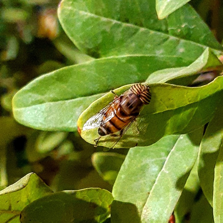 bzzzzzz