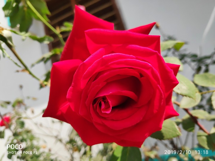 rose