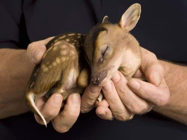 baby deer