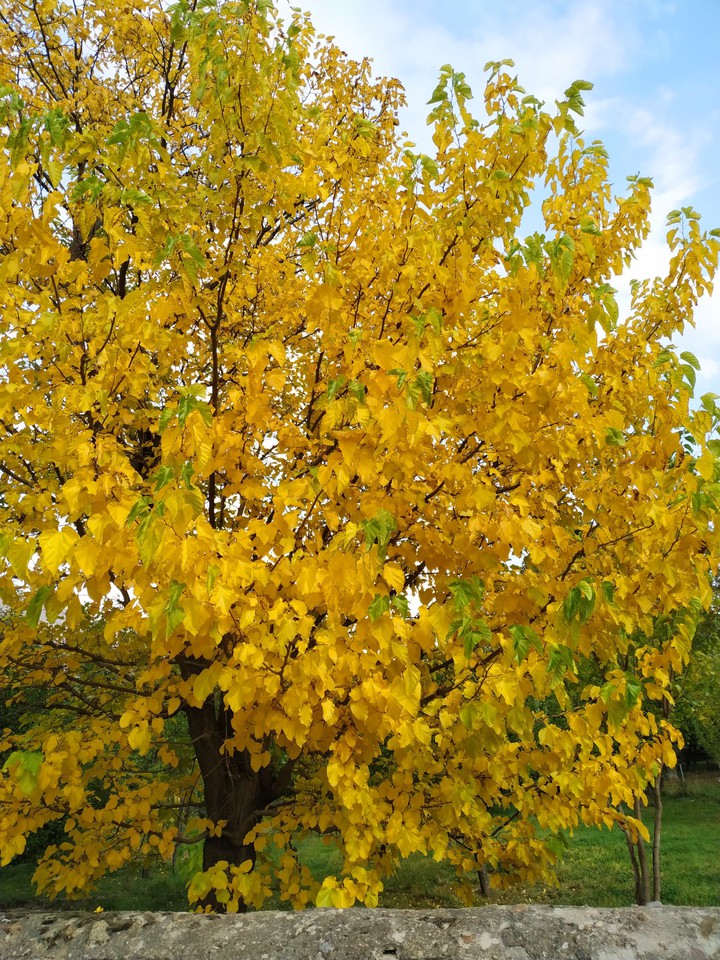 autumn