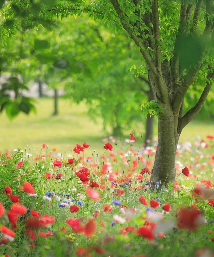 red flowers