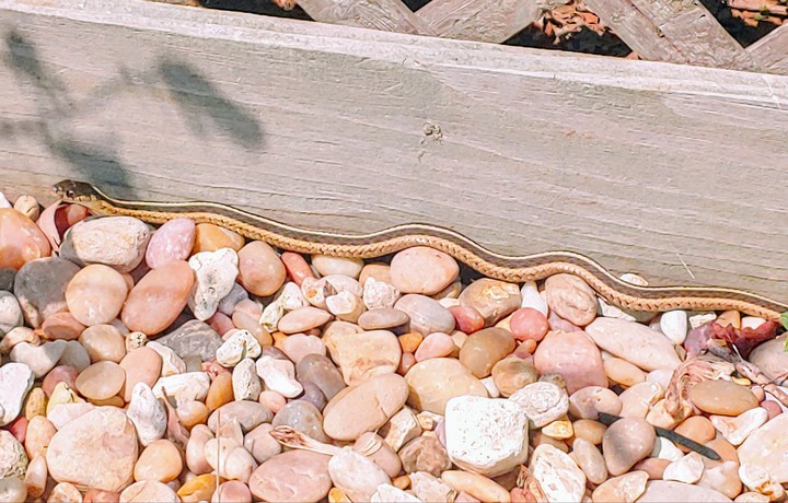 snake
