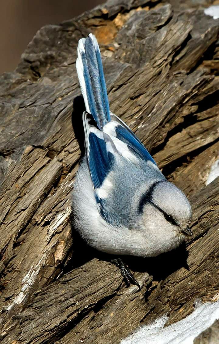 bird