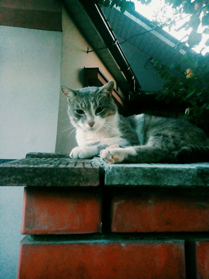 Cat on the street in Ukraine