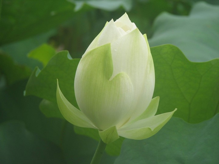 Lotus
