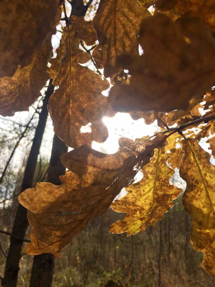 leaves