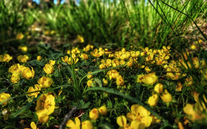 Yellow flowers