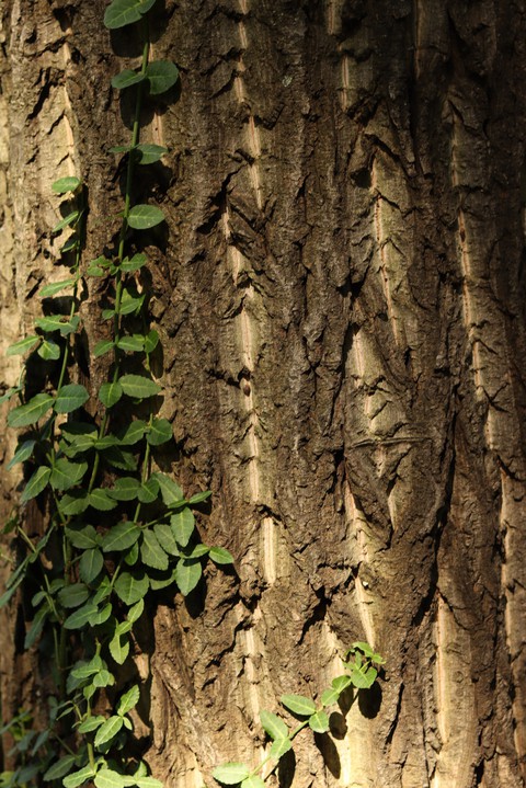 #green and #brown