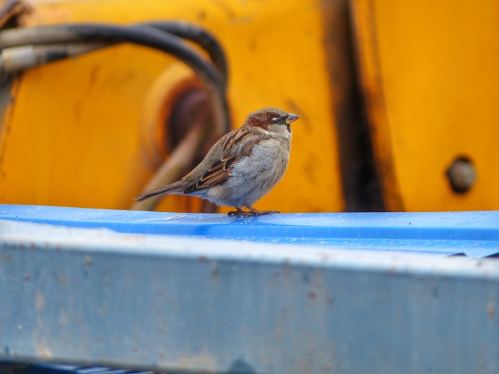 bird