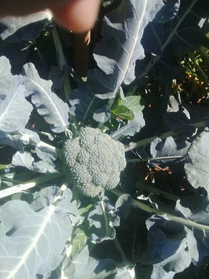 vegetable