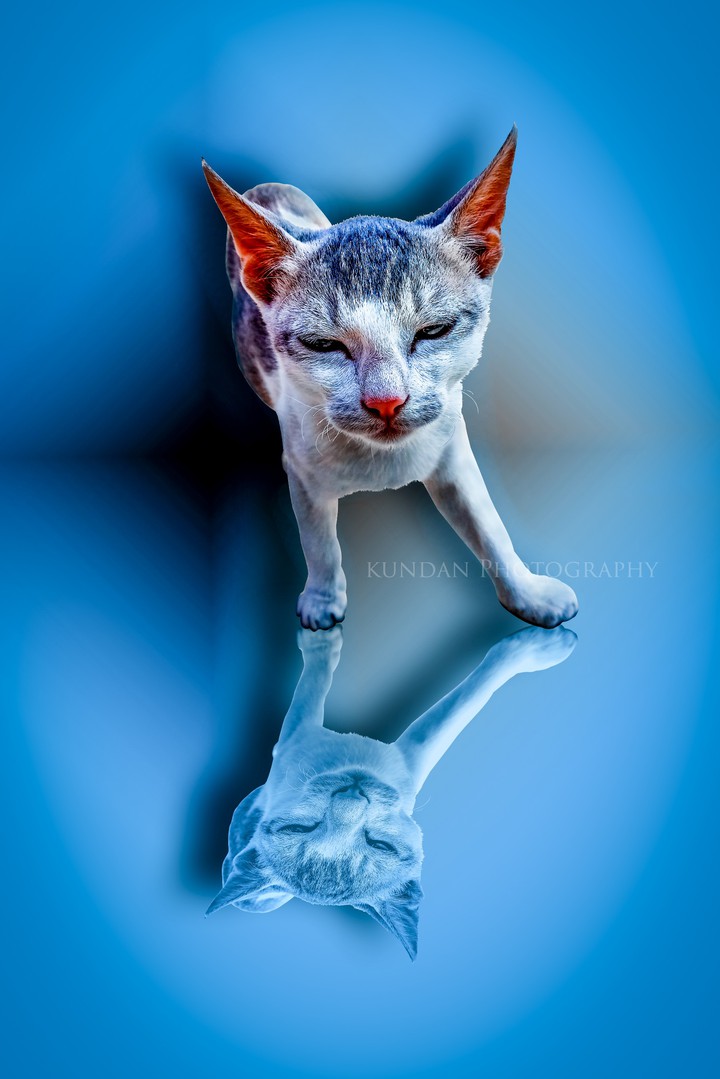 cat