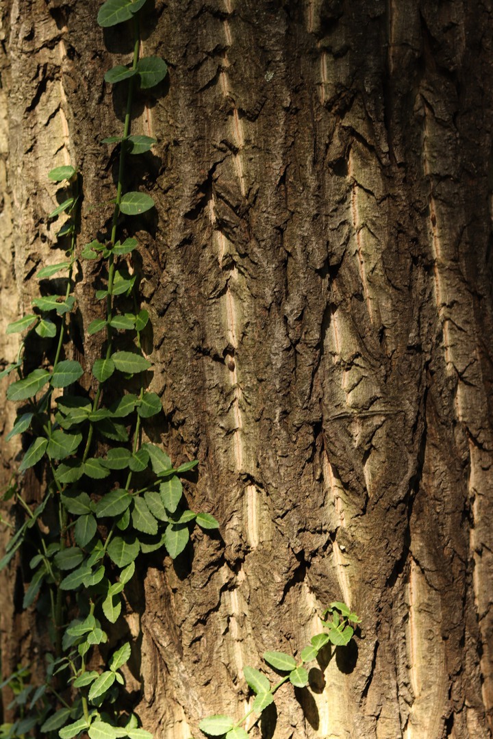 #green and  #brown