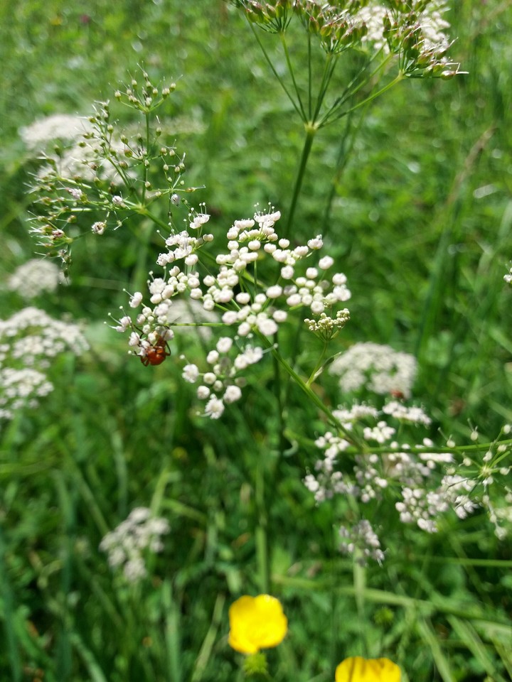 #Wiesenblumen