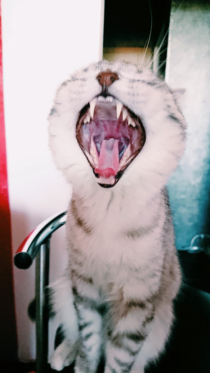 мур мур 