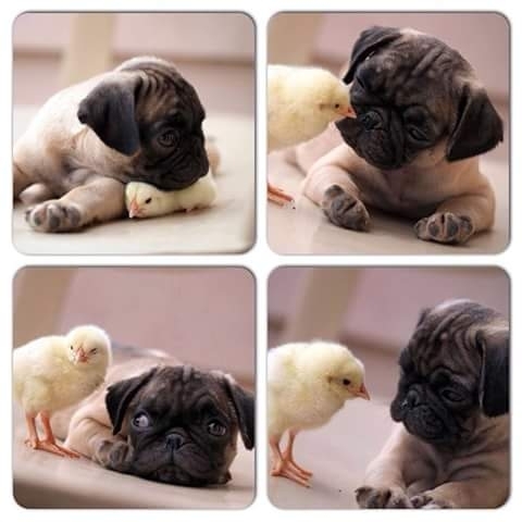 cute dog