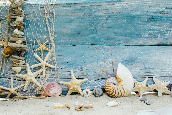 Shells and starfish