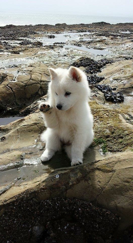 Pup ?