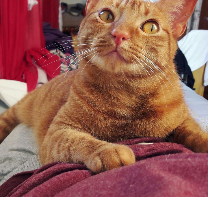 Cat