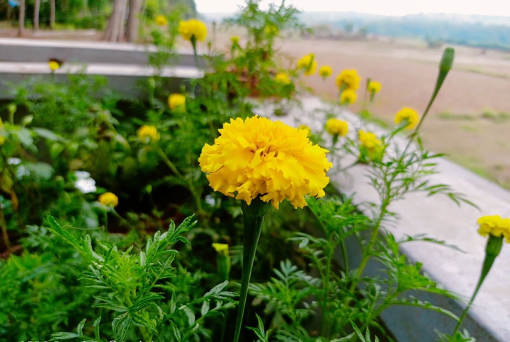 Flower