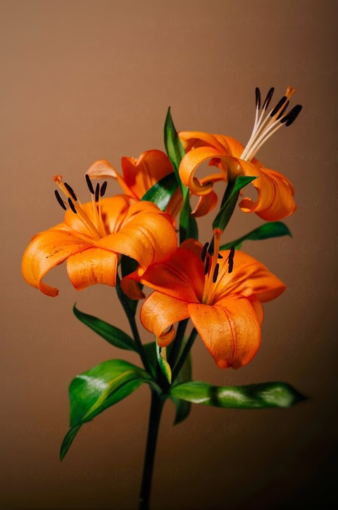 blossom