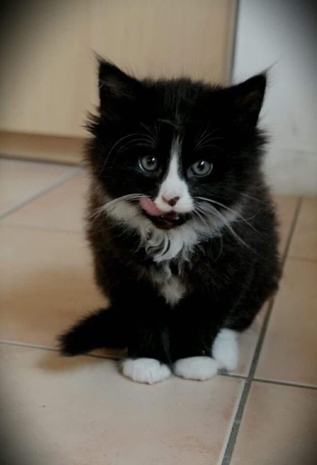 Little Jack