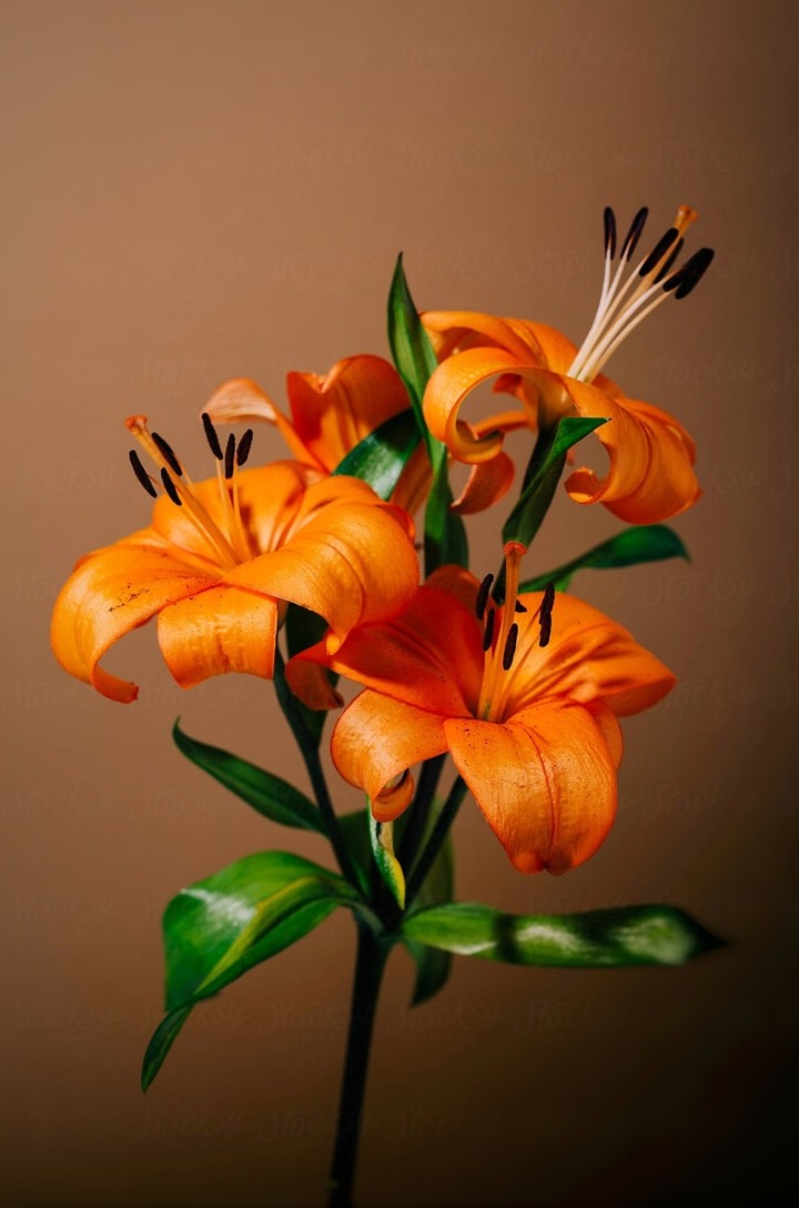blossom