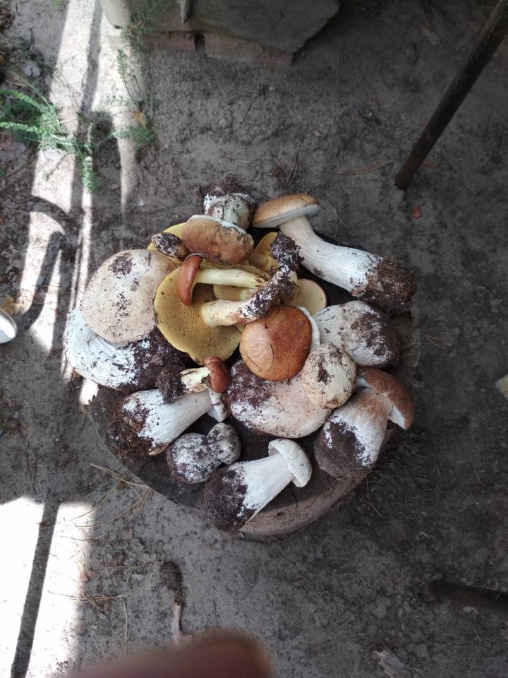 грибочки