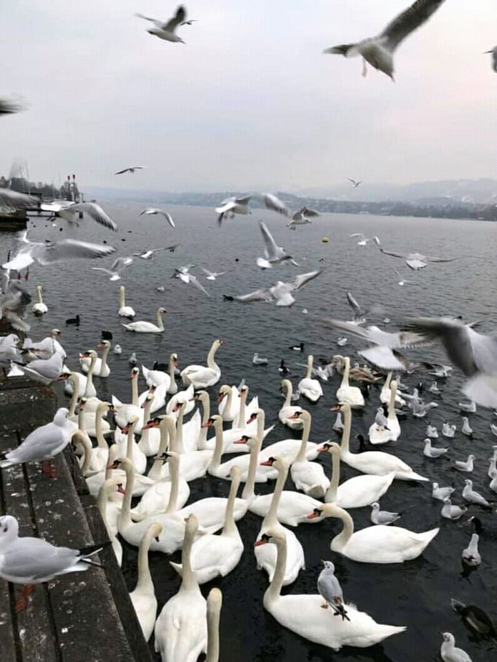 waterbirds