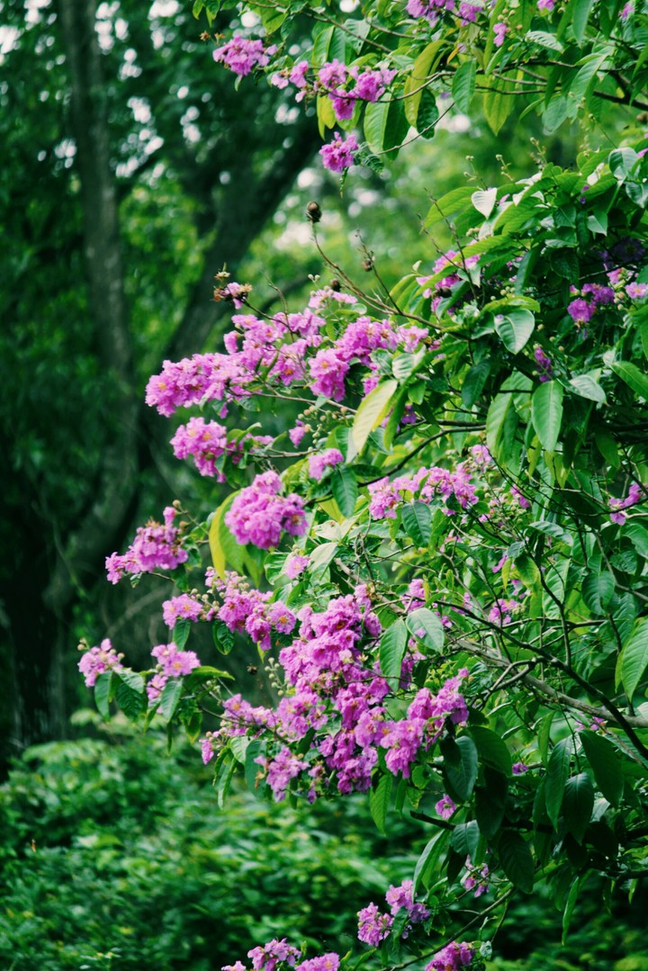 Pink flowers