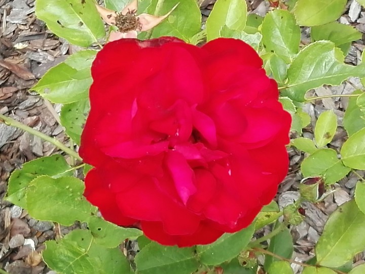 Flower's