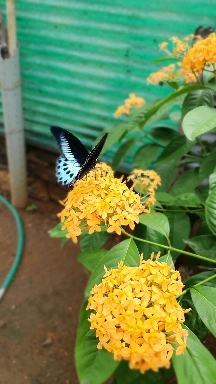 butterfly video wallpaper